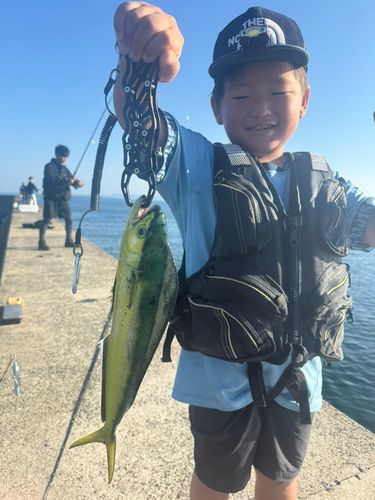 シイラの釣果