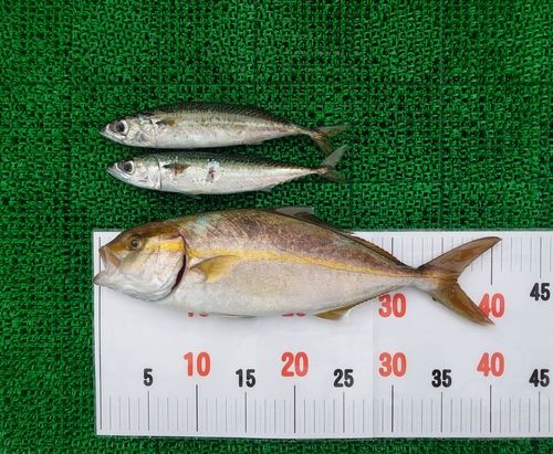 シオの釣果