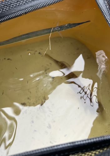 サヨリの釣果