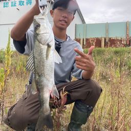 シーバス