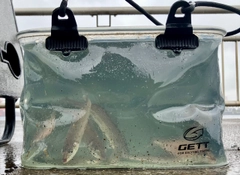 シロギスの釣果