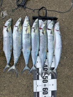 サゴシの釣果