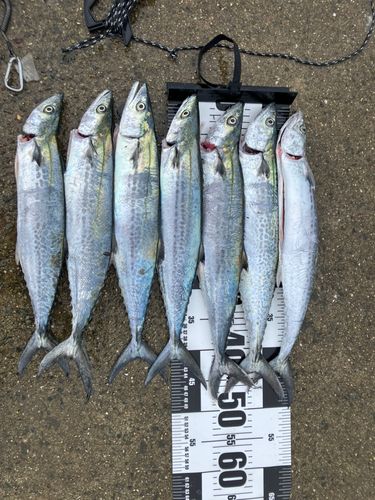 サゴシの釣果