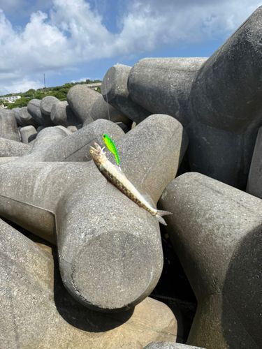 エソの釣果