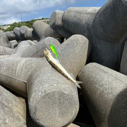 エソ