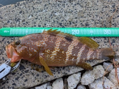 キジハタの釣果
