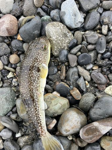 ショウサイフグの釣果