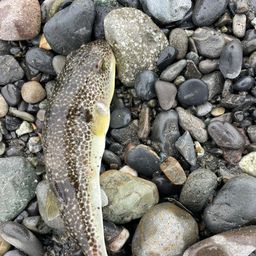 ショウサイフグ