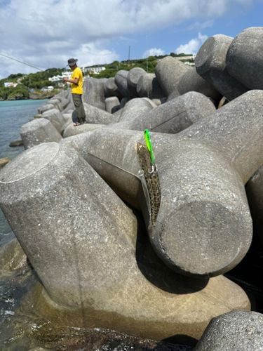 エソの釣果
