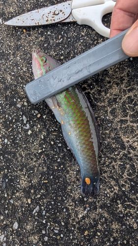 ベラの釣果