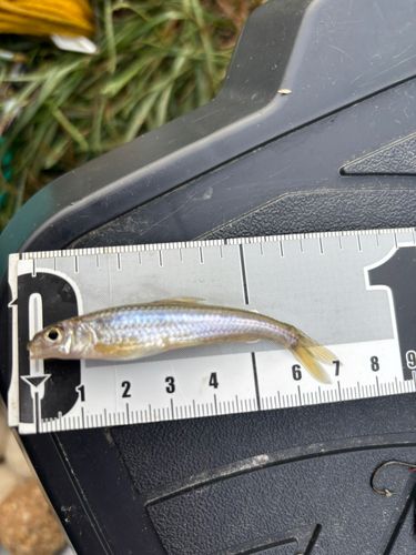 モロコの釣果
