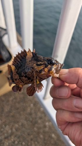 カサゴの釣果