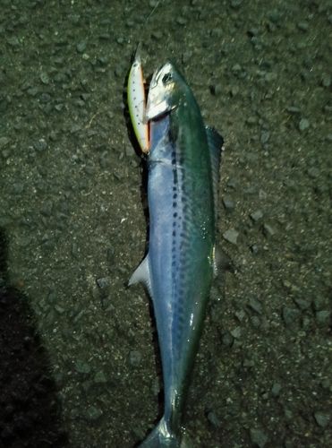 サゴシの釣果