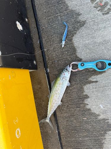 サバの釣果