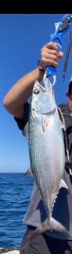 ハガツオの釣果