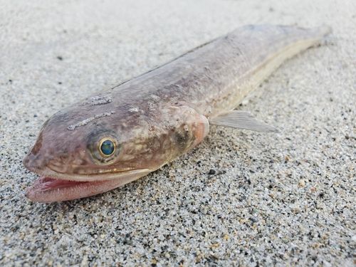 エソの釣果
