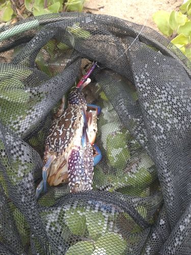 タイワンガザミの釣果