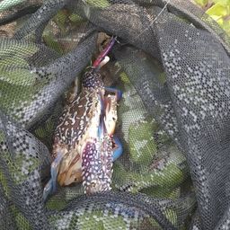 タイワンガザミ