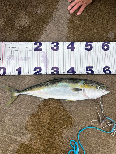 フクラギの釣果