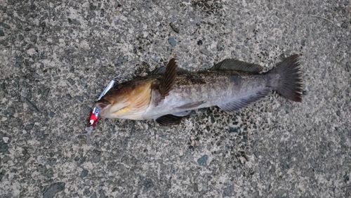 シイラの釣果