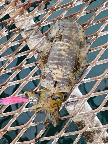 アオリイカの釣果