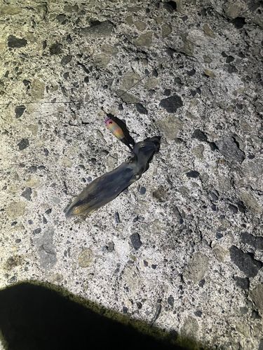 マメイカの釣果