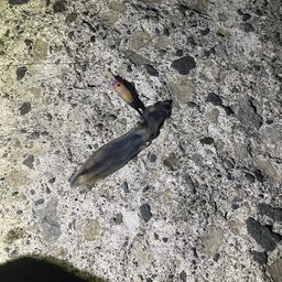 マメイカ