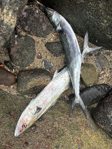 サゴシの釣果