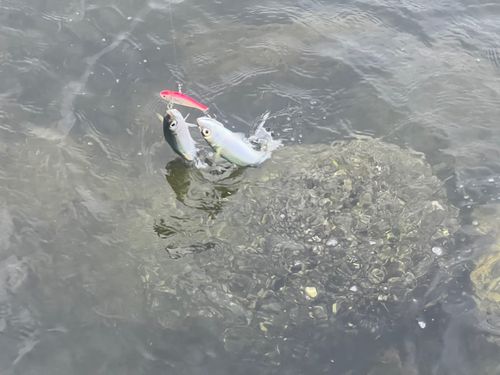 釣果