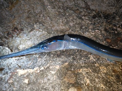 ダツの釣果