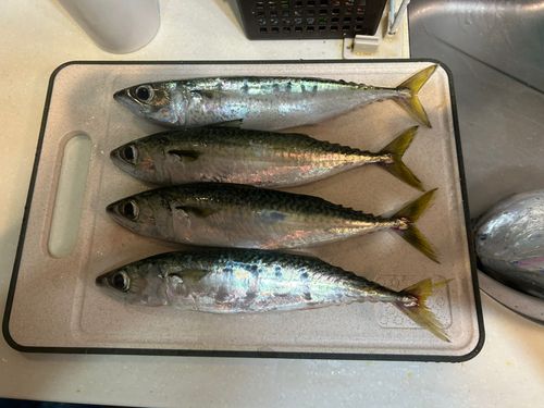 新居海釣公園