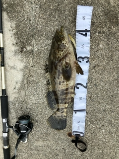 チャイロマルハタの釣果