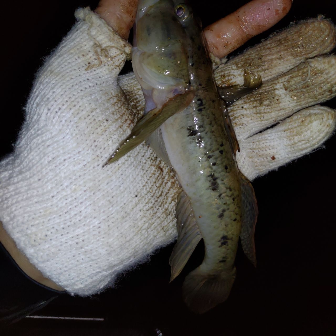 ウロハゼ