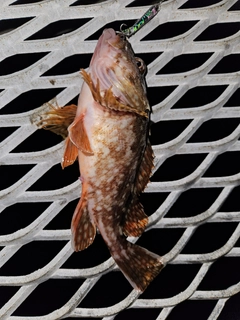 ガシラの釣果