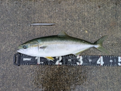 イナダの釣果