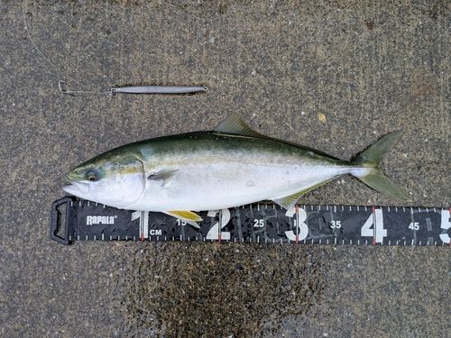 イナダの釣果