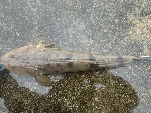 マゴチの釣果