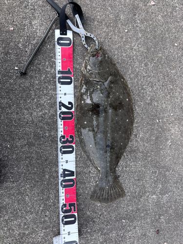 ヒラメの釣果