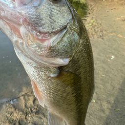 ラージマウスバス