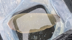 シタビラメの釣果