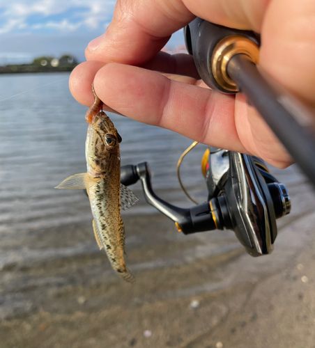 マハゼの釣果