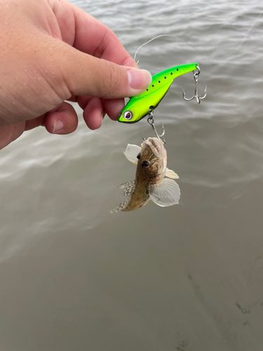 ハゼの釣果