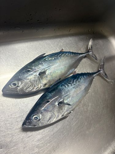 スマガツオの釣果