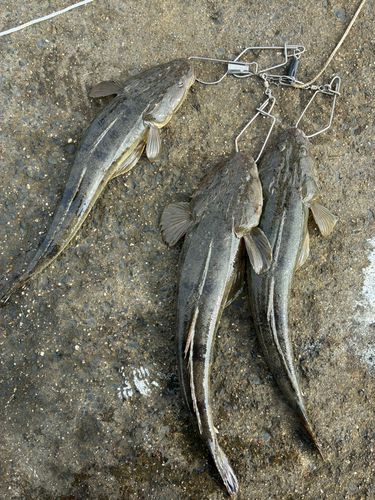 伊勢湾湾奥