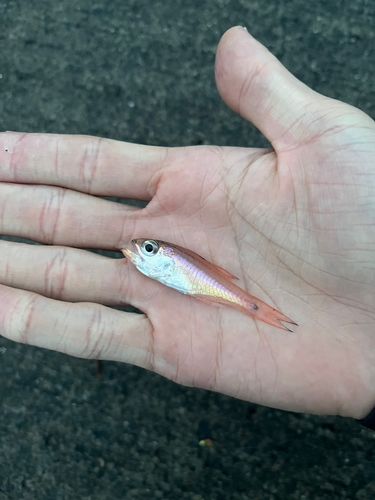 クロホシイシモチの釣果