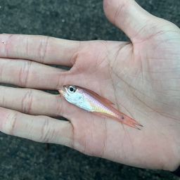クロホシイシモチ