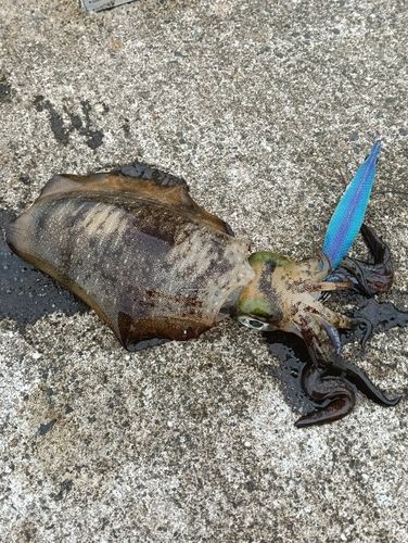 アオリイカの釣果