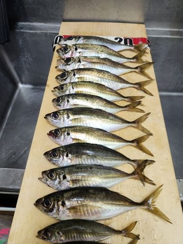 アジの釣果