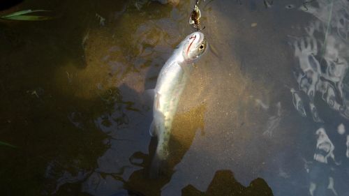 ニジマスの釣果