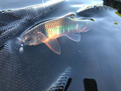 オイカワの釣果